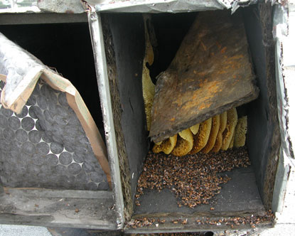 Commerical air ducting filled with bees